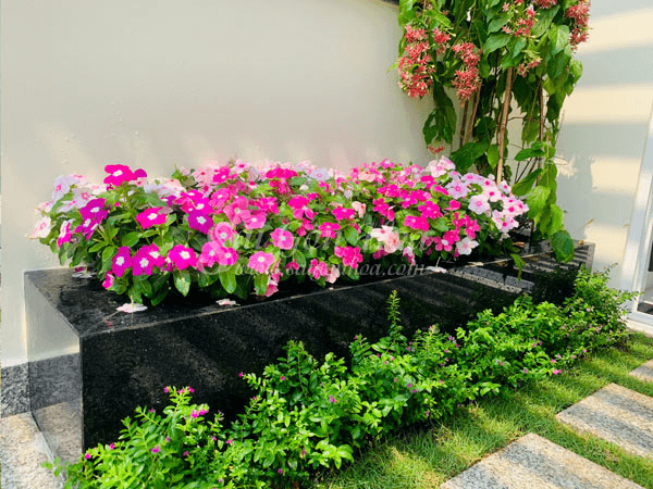 Bồn hoa, rễ cây lớn